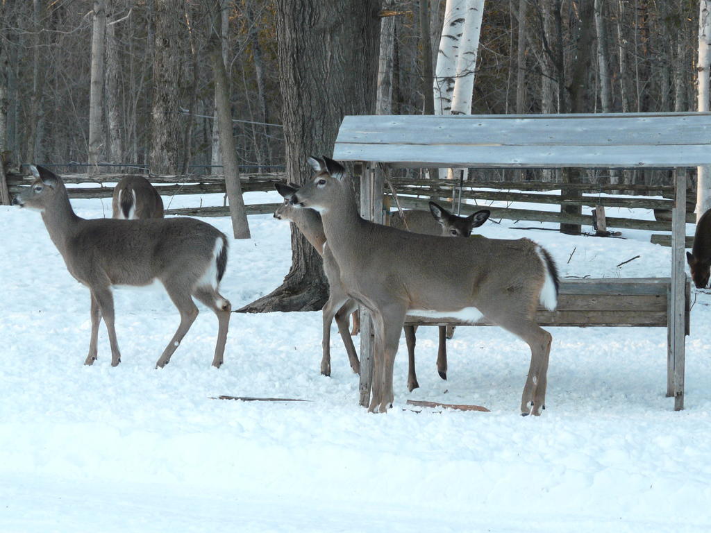 Auberge Des Gallant Rigaud Luaran gambar